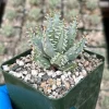 Aloe Erinacea Live Plant – Hedgehog Succulent – 4 inch pot – Indoor/Outdoor - Image 1
