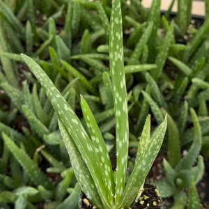 Aloe Vera Live Plant – Medicinal Houseplant – 2 inch Pot – Indoor Succulent - Image 2