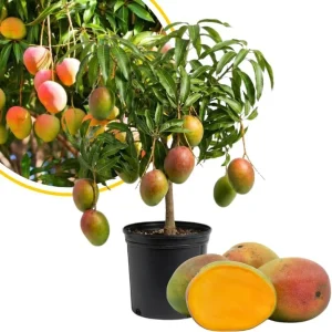 Alphonso Mango Tree Live Plant 2-3 Ft Tall - Sweet Fruit, Outdoor - Image 2
