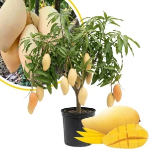 Alphonso Mango Tree Live Plant 2-3 Ft Tall - Sweet Fruit, Outdoor - Image 3