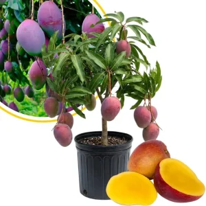 Alphonso Mango Tree Live Plant 2-3 Ft Tall - Sweet Fruit, Outdoor - Image 4
