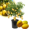 Alphonso Mango Tree Live Plant 2-3 Ft Tall - Sweet Fruit, Outdoor - Image 1
