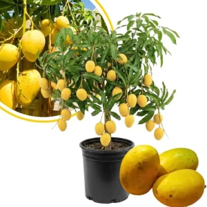 Alphonso Mango Tree Live Plant 2-3 Ft Tall - Sweet Fruit, Outdoor - Image 1