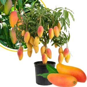 Alphonso Mango Tree Live Plant 2-3 Ft Tall - Sweet Fruit, Outdoor - Image 5