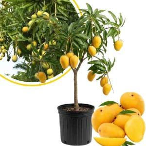 Alphonso Mango Tree Live Plant 2-3 Ft Tall - Sweet Fruit, Outdoor - Image 6