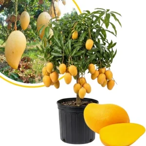 Alphonso Mango Tree Live Plant 2-3 Ft Tall - Sweet Fruit, Outdoor - Image 7