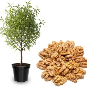 American Chestnut Tree Live Plant 2-3 Ft Tall - 2 Years Old, Cold Hardy - Image 2