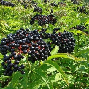 American Elderberry Live Plant, Sambucus canadensis, 8-12in Tall, Outdoor Shrub - Image 3