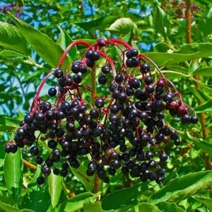 American Elderberry Live Plant, Sambucus canadensis, 8-12in Tall, Outdoor Shrub - Image 4