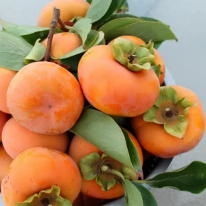 American Persimmon Live Tree Plant, Diospyros Virginiana, 9-12 Inch Tall Starter Tree for Outdoor - Image 2