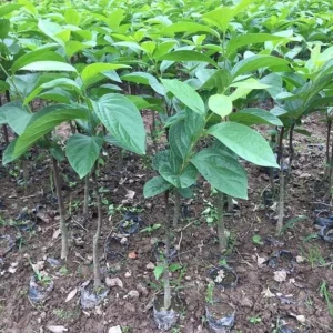 American Persimmon Live Tree Plant, Diospyros Virginiana, 9-12 Inch Tall Starter Tree for Outdoor - Image 3