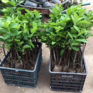 American Persimmon Live Tree Plant, Diospyros Virginiana, 9-12 Inch Tall Starter Tree for Outdoor - Image 4