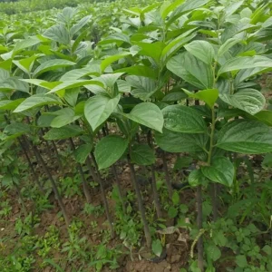 American Persimmon Live Tree Plant, Diospyros Virginiana, 9-12 Inch Tall Starter Tree for Outdoor - Image 5