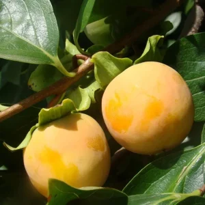 American Persimmon Live Tree Plant, Diospyros Virginiana, 9-12 Inch Tall Starter Tree for Outdoor - Image 9