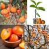 American Persimmon Tree Live Plant, 5-7 Inch Tall, Well Rooted, Zone 9-11 - Image 1