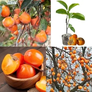American Persimmon Tree Live Plant, 5-7 Inch Tall, Well Rooted, Zone 9-11 - Image 4