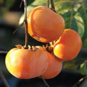 American Persimmon Tree Live Plant - Quart Pot, 6-12 Inches Tall, Outdoor - Image 2