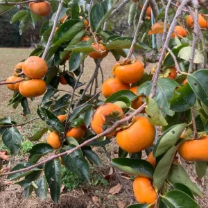 American Persimmon Trees Live Plants - 2 Pack, 12-24