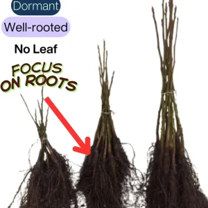 American Persimmon Trees Live Plants - 2 Pack, 12-24