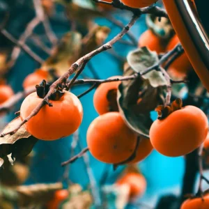 American Persimmon Trees Live Plants - 2 Pack, 12-24