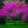 American Redbud Tree Live Plant - 1-2ft Dormant Seedlings - Pink Flowers - Image 1