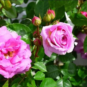 Angel Face Floribunda Rose Plant – Lilac Plum Double Flowers – 5-9