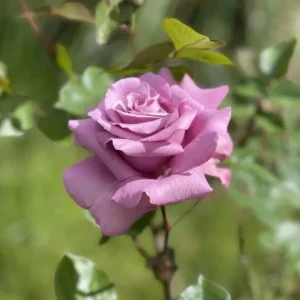 Angel Face Floribunda Rose Plant – Lilac Plum Double Flowers – 5-9