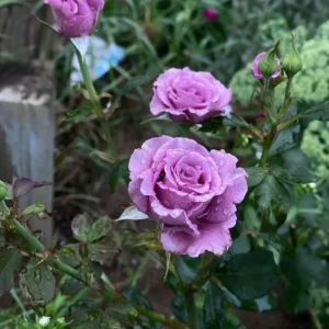 Angel Face Floribunda Rose Plant – Lilac Plum Double Flowers – 5-9