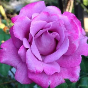Angel Face Floribunda Rose Plant – Lilac Plum Double Flowers – 5-9