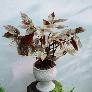 Angel Wing Begonia Live Plant – Polka Dot Maculata – 4-7 inch Starter Houseplant - Image 2