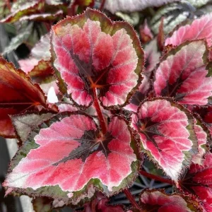 Angel Wing Begonia Maculata Live Plant - 2 Pack, 5-9