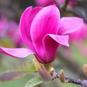 Ann Magnolia Live Plants - Set of 2, 8-12 Inch Tall Rooted Cuttings, Hardy Flowering Shrubs, Outdoor - Image 1