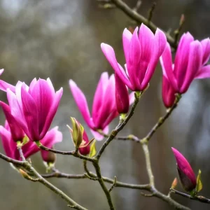 Ann Magnolia Tree Live Plant – 6-12 Inch – Fragrant Pink Flowers – 2.5 Inch Pot - Image 2