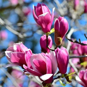 Ann Magnolia Tree Live Plant – 6-12 Inch – Fragrant Pink Flowers – 2.5 Inch Pot - Image 1