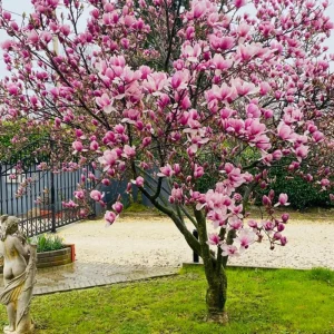 Ann Magnolia Tree Live Plant, 6-12 Inch Tall, 2.5 Inch Pot, Fragrant Pink Flowers, Outdoor - Image 3