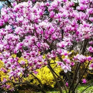 Ann Magnolia Tree Live Plant, Pink Flowers, 6-12 Inches Tall, 2.5 Inch Pot, Outdoor - Image 7