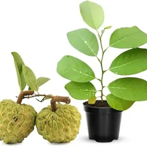 Annona Squamosa Live Plant - Tropical Sugar Apple Tree, 7-12