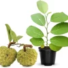 Annona Squamosa Live Plant - Tropical Sugar Apple Tree, 7-12" Tall, Potted, Zones 9-11 - Image 1