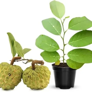 Annona Squamosa Live Plant - Tropical Sugar Apple Tree, 7-12