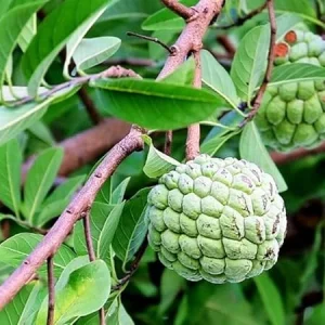 Annona Squamosa Sugar Apple Live Plant - 7-10 Inch Tall - Tropical Fruit Tree in 3 Inch Pot - Image 2