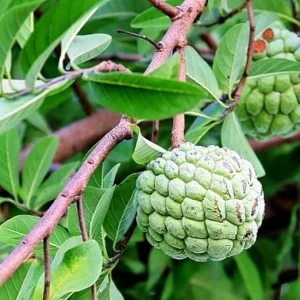 Annona Squamosa Sugar Apple Live Plant - 7-10 Inch Tall - Tropical Fruit Tree in 3 Inch Pot - Image 4