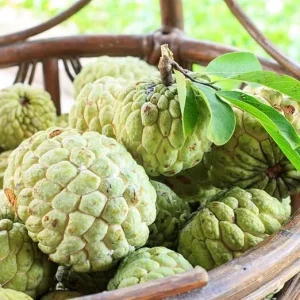 Annona squamosa Sugar Apple Live Plant - Tropical Fruit Tree 6-10