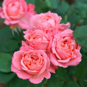 Apricot Rose Live Plant – Fragrant Ornamental Flowers for Indoor Outdoor Home Garden - Image 1