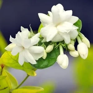 Arabian Jasmine Live Plant – Sambac Jasmine Fragrant Flower – 4 Inch Pot – 5-7 Inch Tall – Indoor/Outdoor - Image 4