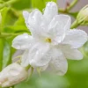 Arabian Jasmine Maid of Orleans Live Plant - Fragrant Climbing Vine 5-9 Inches Tall - Image 1