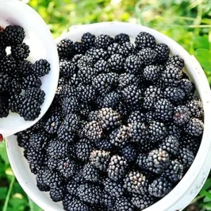 Arapaho Blackberry Live Plant Starter Size - Cold Hardy Bush for Outdoor Planting - Image 2