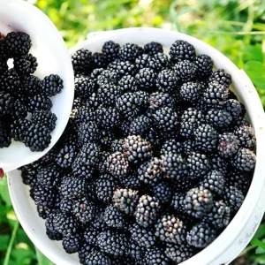 Arapaho Blackberry Live Plant Starter Size - Cold Hardy Bush for Outdoor Planting - Image 1