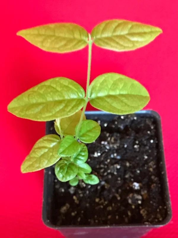 Araza Fruit Tree Live Plant - Eugenia Stipitata Seedling - 3-5'' Tall in 2.5'' Pot - Image 2