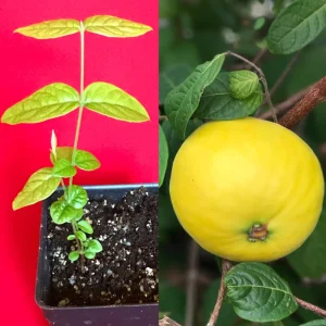 Araza Fruit Tree Live Plant - Eugenia Stipitata Seedling - 3-5'' Tall in 2.5'' Pot - Image 1