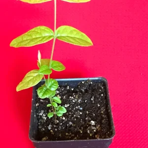 Araza Fruit Tree Live Plant - Eugenia Stipitata Seedling - 3-5'' Tall in 2.5'' Pot - Image 4